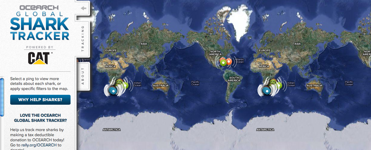 Shark in the Water! Find out Where