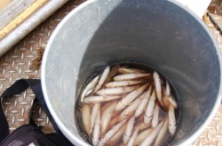 Invasive fish are collected and removed from the river. Invasive species can degrade fisheries habitats and harm the ecosystem. Right, the Allegro MX handheld.