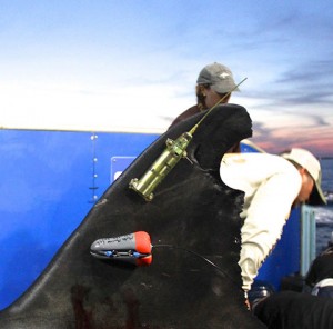 A SPOT tracker (top) and an accelerometer are attached to Mary Lee’s dorsal fin.