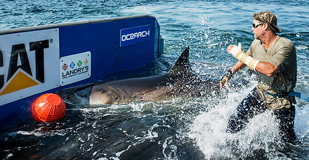 Shark Search