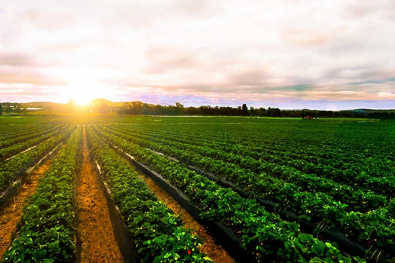 GNSS key to farm of the future