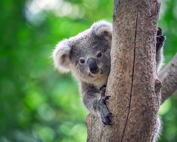 Seen & Heard: Speed traps and rescuing koalas