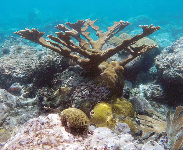 eCognition goes underwater to help conserve coral reefs