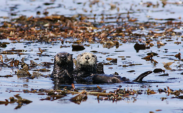 Seen & Heard: Tesla’s tussles, otter tracks