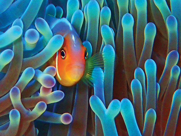 Seen & Heard: Finding Nemo, weighing bears