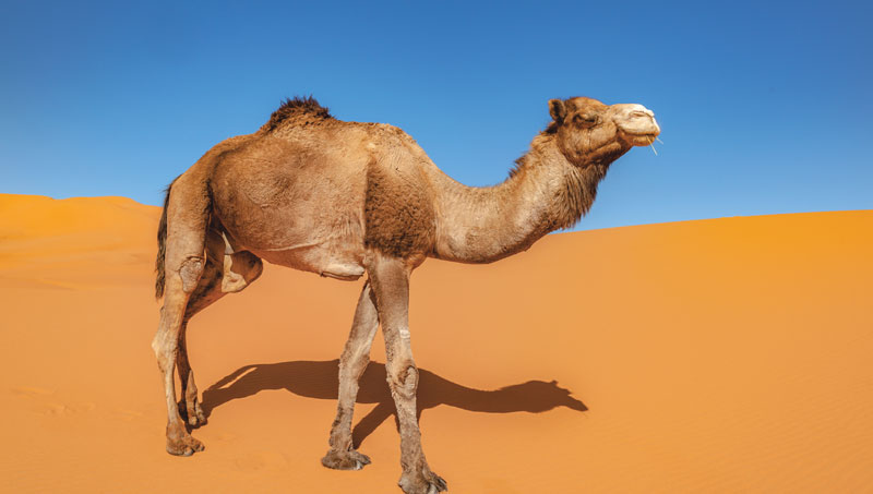 Seen & Heard: Tracking pythons and wild camels