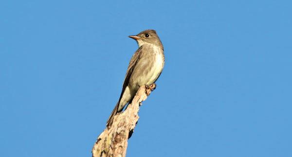 Seen & heard: Catching crime and tracking songbirds