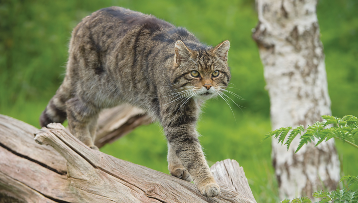 Seen & Heard: Launching weather balloons and tracking endangered wildcats