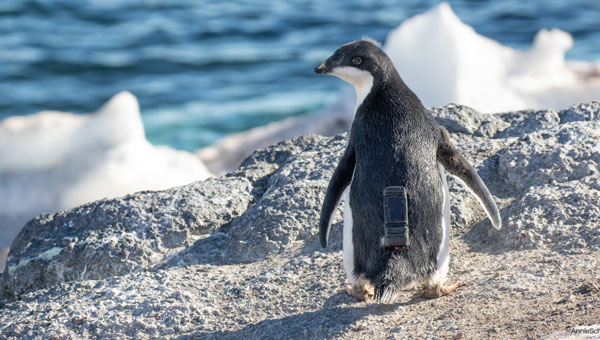 u-blox, CTT collaborate on penguin conservation effort