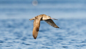 Photo: rockptarmigan / iStock / Getty Images Plus / Getty Images